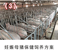 妊娠母豬保健——135保健養豬技術應用方案
